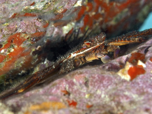 Algae-eating crab (Percnon gibbesi) cleverly hides between colourful rocks in a crevice. Dive site Maravilla, Las Galletas, Tenerife, Canary Islands, Spain