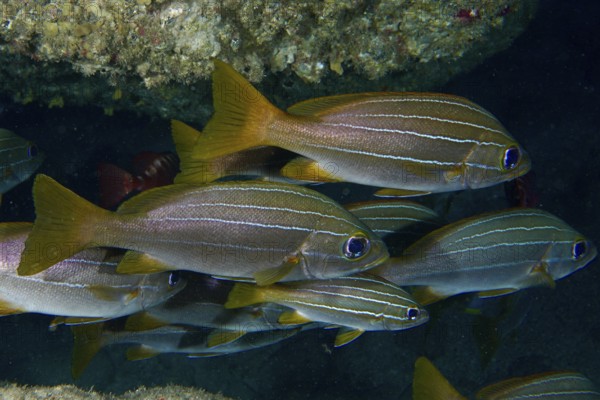 Grunts, eight-striped grunts (Parapristipoma octolineatum) with yellow accents swim in a dark underwater cave. Dive site Bufadero, Palm Mar, Tenerife, Canary Islands, Spain