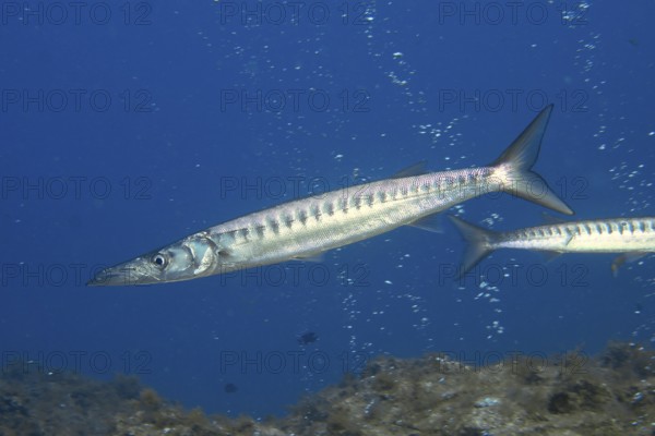 Elongated fish, barracuda (Sphyraena viridensis), move quickly through the blue water. Dive site Bufadero, Palm Mar, Tenerife, Canary Islands, Spain