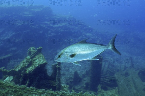 Eye-stripe amberjack (Seriola rivoliana) swims elegantly over the ruins of a sunken shipwreck. Dive site Wreck of the Condesito, Las Galletas, Tenerife, Canary Islands, Spain