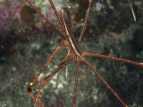 Close-up of a slender spider crab, eastern Atlantic arrow crab (Stenorhynchus lanceolatus), in an underwater habitat. Dive site Maravilla, Las Galletas, Tenerife, Canary Islands, Spain