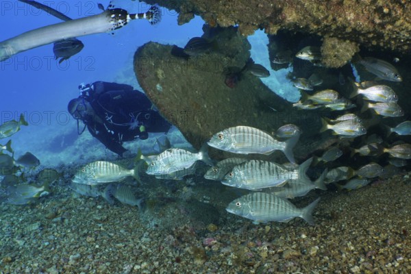 A diver explores a school of marble bream (Lithognathus mormyrus) near a wreck. Dive site Wreck of the Condesito, Las Galletas, Tenerife, Canary Islands, Spain