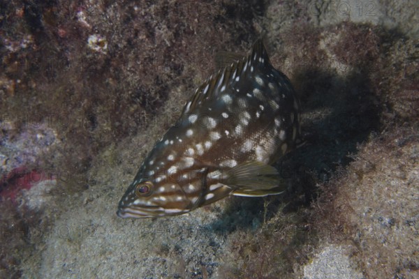 A spotted macaroni grouper (Mycteroperca fusca) swims near a rock on the seabed. Dive site Punta Negra, Las Galletas, Tenerife, Canary Islands, Spain