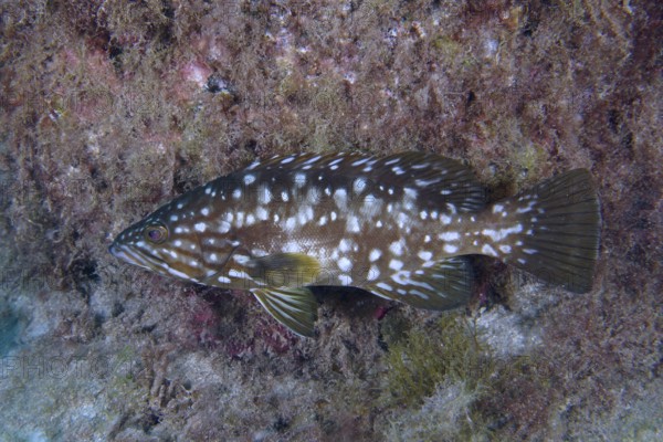 A spotted macaroni grouper (Mycteroperca fusca) swims along a wall covered with algae. Dive site Punta Negra, Las Galletas, Tenerife, Canary Islands, Spain