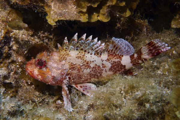 A Madeira scorpionfish (Scorpaena maderensis) rests on the seabed, surrounded by plants. Dive site Las Rosas, Las Galletas, Tenerife, Canary Islands, Spain