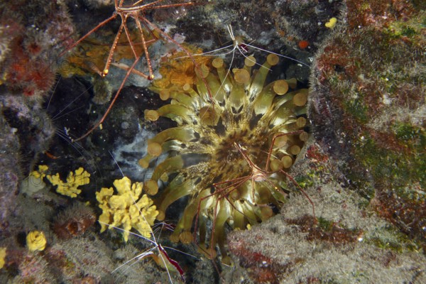 A sea anemone, club anemone (Telmatactis cricoides) in different colours on the seabed. Dive site Roca Jolia, Las Galletas, Tenerife, Canary Islands, Spain