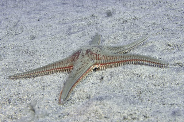 An Astropecten aranciacus (Astropecten aranciacus) lies on a sandy seabed. Dive site Bufadero, Palm Mar, Tenerife, Canary Islands, Spain