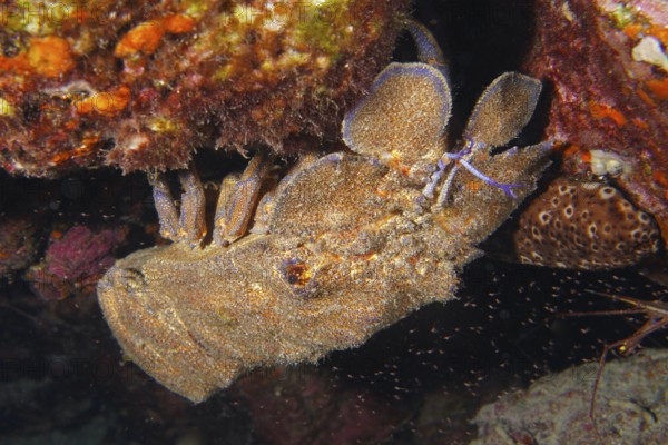 Mediterranean slipper lobster (Scyllarides latus) hiding under a rock on the seabed. Dive site Punta Negra, Las Galletas, Tenerife, Canary Islands, Spain