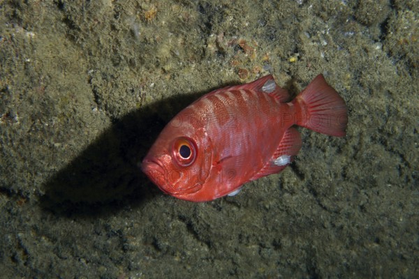 Lively red fish, bigeye perch glass eye (Heteropriacanthus cruentatus) . Dive site Los Champignones, Las Galletas, Tenerife, Canary Islands, Spain