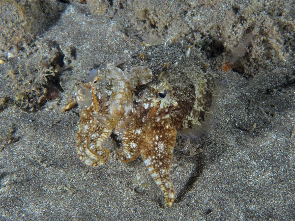 Common cuttlefish (Sepia officinalis) juvenile with sand-like pattern on the seabed. Dive site Playa, Los Cristianos, Tenerife, Canary Islands, Spain