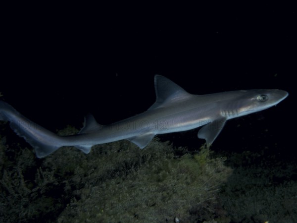 Elegant Common smooth-hound (Mustelus mustelus) swims through dark water at night. Dive site Playa, Los Cristianos, Tenerife, Canary Islands, Spain