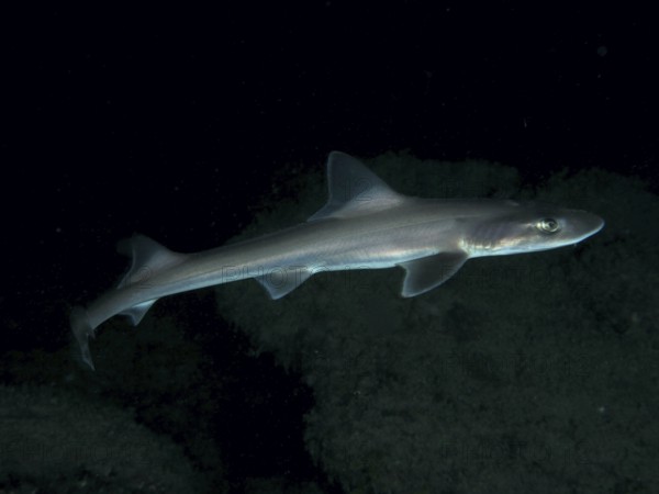 Slender smooth-hound (Mustelus mustelus) glides through the dark underwater world. Dive site Playa, Los Cristianos, Tenerife, Canary Islands, Spain