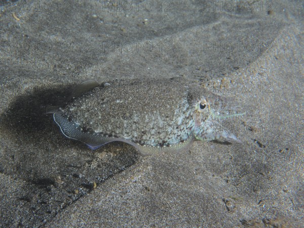 A Common cuttlefish (Sepia officinalis) juvenile, resting on the seabed, half covered by grey sand. Dive site Playa, Los Cristianos, Tenerife, Canary Islands, Spain