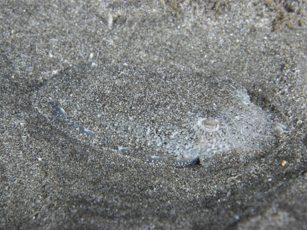 A Common cuttlefish (Sepia officinalis) juvenile, camouflaged in the sand, difficult to recognise to the eye. Dive site Playa, Los Cristianos, Tenerife, Canary Islands, Spain