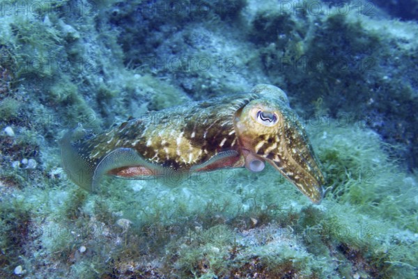 A Common cuttlefish (Sepia officinalis) floats above the green algae on the seabed. Dive site Cueva del Tiburon, Las Galletas, Tenerife, Canary Islands, Spain