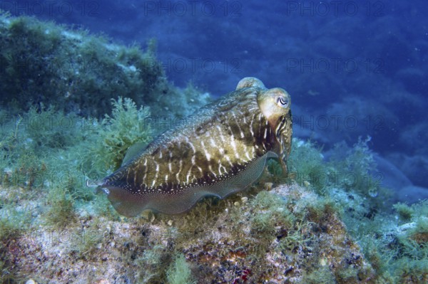 A Common cuttlefish (Sepia officinalis) floats above a green overgrown seabed. Dive site Cueva del Tiburon, Las Galletas, Tenerife, Canary Islands, Spain