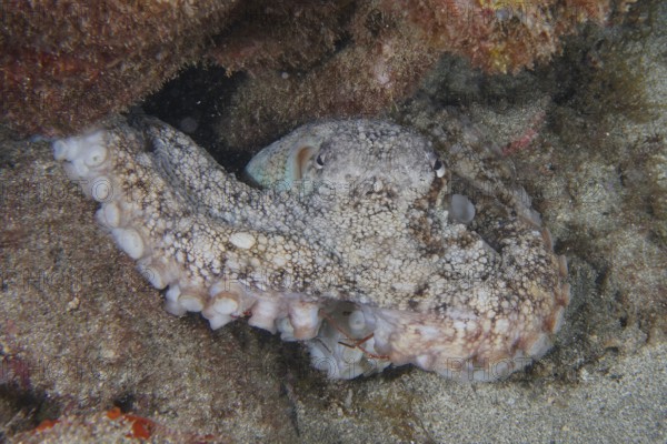 A well-camouflaged octopus, Common Octopus (Octopus vulgaris), lies in a crevice on the seabed. Dive site Montana Amarilla, Costa del Silencio, Tenerife, Canary Islands, Spain
