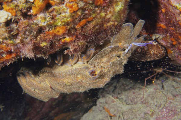 A Mediterranean slipper lobster (Scyllarides latus) hides under a rock on the seabed. Dive site Punta Negra, Las Galletas, Tenerife, Canary Islands, Spain