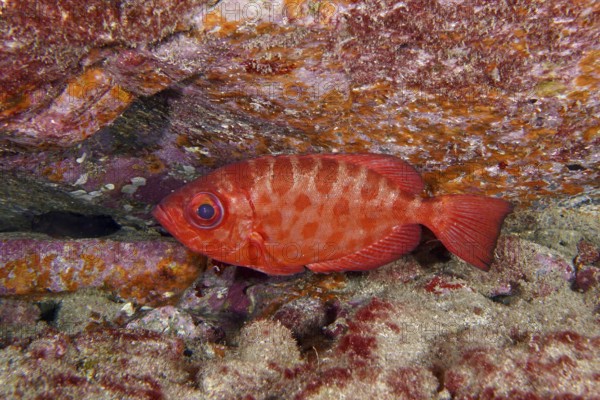 Red patterned bigeye glass eye (Heteropriacanthus cruentatus) in front of coloured rocks. Dive site Cueva del Tiburon, Las Galletas, Tenerife, Canary Islands, Spain