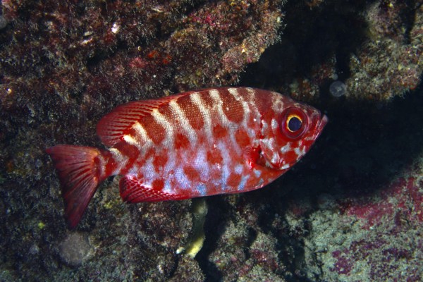 Tropical fish with colourful pattern, bigeye perch glass eye (Heteropriacanthus cruentatus. Dive site Los Champignones, Las Galletas, Tenerife, Canary Islands, Spain