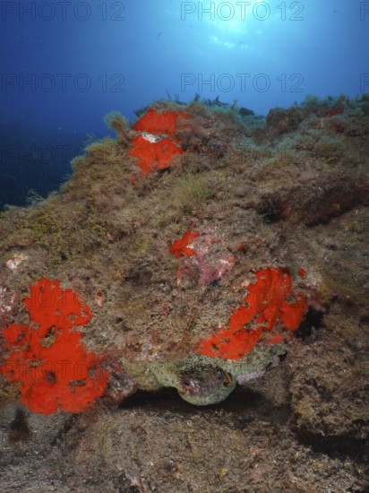 A well-camouflaged Common Octopus (Octopus vulgaris) hides in a crevice surrounded by bright red sea sponges. Dive site Roca Jolia, Las Galletas, Tenerife, Canary Islands, Spain