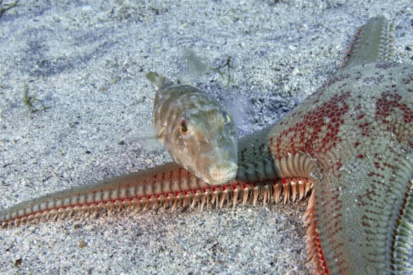 A pearled pufferfish (Sphoeroides spengleri) swims above a large starfish on the bottom. Dive site Bufadero, Palm Mar, Tenerife, Canary Islands, Spain