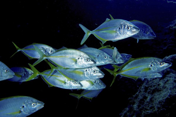A group of yellowfin mackerel (Pseudocaranx dentex) swimming in the darkness of the sea. Dive site Cueva del Tiburon, Las Galletas, Tenerife, Canary Islands, Spain