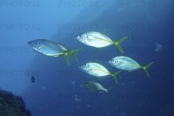 Five yellowfin mackerel (Pseudocaranx dentex) swim together in clear blue water. Dive site Montana Amarilla, Costa del Silencio, Tenerife, Canary Islands, Spain