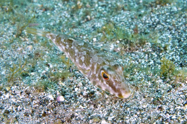 A pearled pufferfish (Sphoeroides spengleri) swims close to the sandy seabed. Dive site Montana Amarilla, Costa del Silencio, Tenerife, Canary Islands, Spain