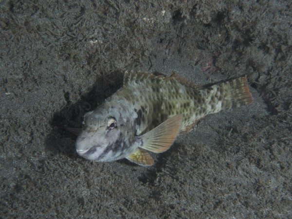 A Mediterranean parrotfish (Sparisoma cretense) lies on the sandy bottom at night. Dive site Playa, Los Cristianos, Tenerife, Canary Islands, Spain