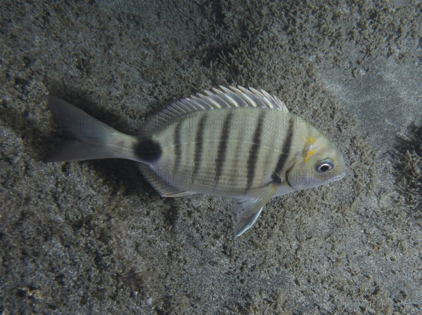A striped fish, goat bream (Diplodus sargus cadenati), in front of a sandy seabed. Dive site Playa, Los Cristianos, Tenerife, Canary Islands, Spain