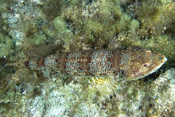 A diamond lizardfish (Synodus synodus), whose colouring is well adapted to its surroundings, rests on an old substrate. Dive site Cueva de las Morenas, Palm Mar, Tenerife, Canary Islands, Spain