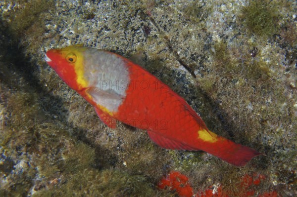 A colourful fish with red and yellow scales, Mediterranean parrotfish (Sparisoma cretense), swims above a reef bottom. Dive site Cueva de las Morenas, Palm Mar, Tenerife, Canary Islands, Spain