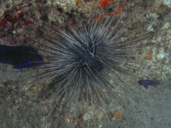 A spiny diademed sea urchin (Diadema antillarum) sits on a reef. Dive site Playa, Los Cristianos, Tenerife, Canary Islands, Spain