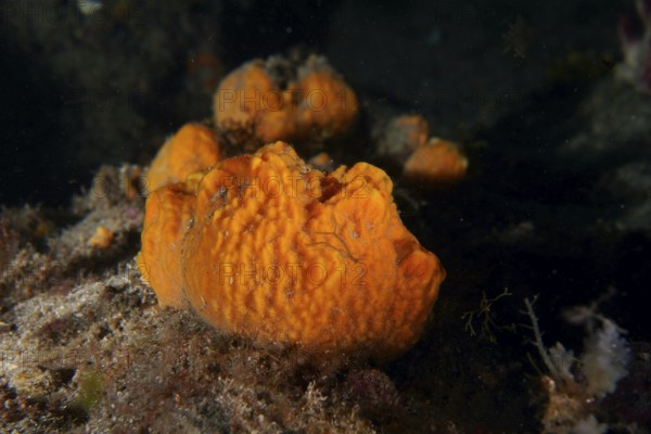 A bright, orange-coloured sea sponge, breadcrumb sponge (Hymeniacidon perlevis), is found on the seabed against a dark background. Dive site Montana Amarilla, Costa del Silencio, Tenerife, Canary Islands, Spain