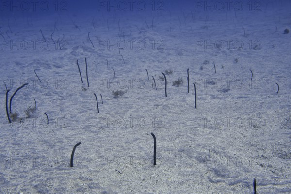 Thin eels, Brown garden eels (Heteroconger longissimus), protrude from the sandy seabed and move gently in the water. Dive site Bufadero, Palm Mar, Tenerife, Canary Islands, Spain