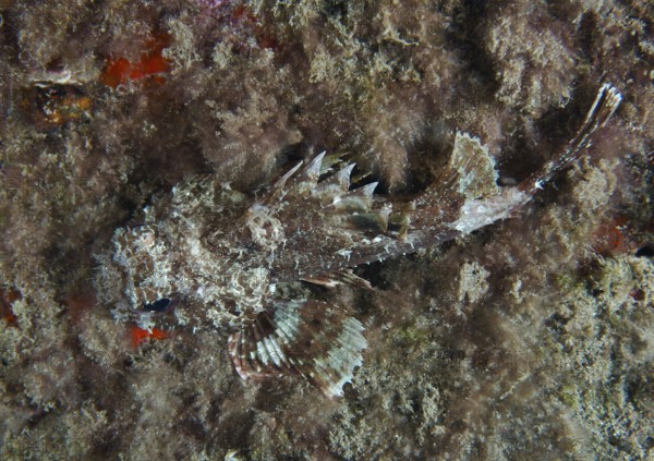 A camouflaged scorpionfish, Black scorpionfish (Scorpaena porcus), lies hidden on the algae-covered seabed. Dive site Playa, Los Cristianos, Tenerife, Canary Islands, Spain