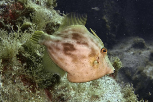 A brown filefish (Stephanolepis hispidus) swims near the algae-covered seabed in clear water. Dive site Las Rosas, Las Galletas, Tenerife, Canary Islands, Spain
