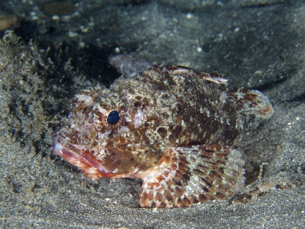 Close-up of a scorpionfish, Black scorpionfish (Scorpaena porcus), on a sandy bottom, well adapted to the environment. Dive site Playa, Los Cristianos, Tenerife, Canary Islands, Spain