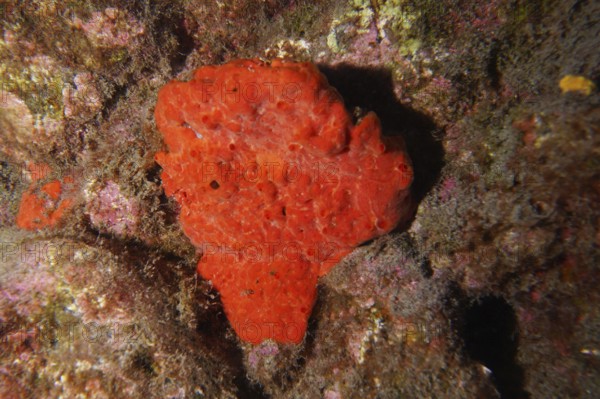 Bright red sea sponge, blood sponge (Batzella inops), grows out of a rock in the colourful underwater world. Dive site Roca Jolia, Las Galletas, Tenerife, Canary Islands, Spain