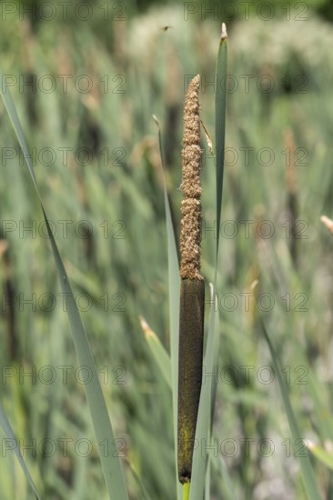 Cattail (Typha) at a pond, aquatic plant and marsh plant, single plant and leaves, North Rhine-Westphalia, Germany