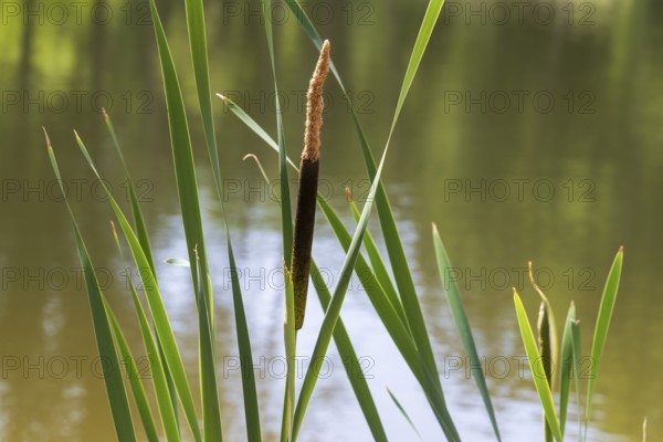 Cattail (Typha) at a pond, aquatic plant and marsh plant, single plant and leaves, North Rhine-Westphalia, Germany