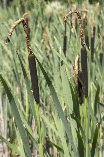 Cattail (Typha) at a pond, aquatic plant and marsh plant, North Rhine-Westphalia, Germany