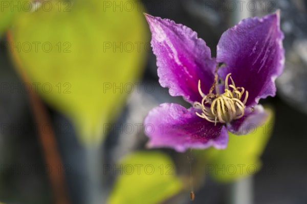 Clematis flower, colour pink, single flower, North Rhine-Westphalia, Germany