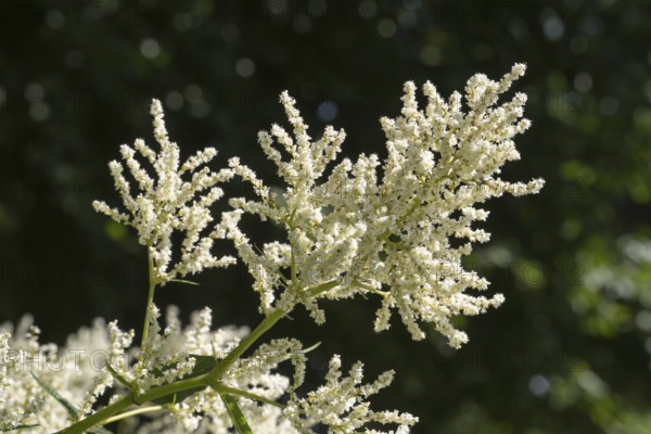 Flowering alpine knotweed (Aconogonon alpinum), white flowers, Westphalia, North Rhine-Westphalia, Germany