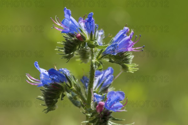 Echium callithyrsum (Echium vulgare), blue flowers, North Rhine-Westphalia, Germany