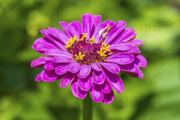 Garden zinnia, zinnia (Zinnia elegans), colour pink, single flower, North Rhine-Westphalia, Germany