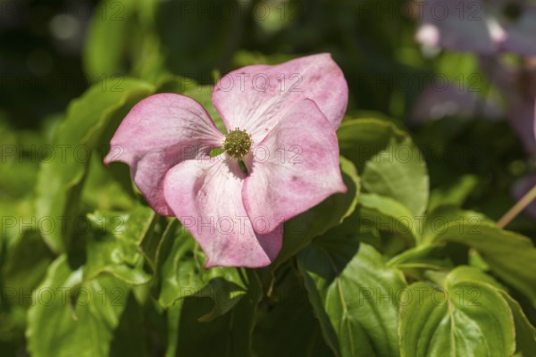 Flowering dogwood (Cornus kousa), single pink flower, North Rhine-Westphalia, Germany