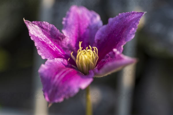 Clematis flower, single flower, pink, North Rhine-Westphalia, Germany