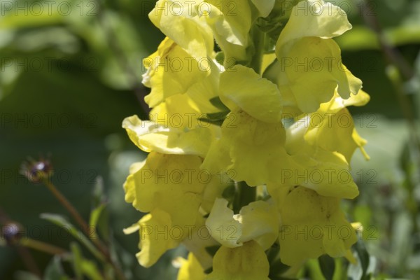 Yellow snapdragon (Linaria vulgaris), common toadflax, North Rhine-Westphalia, Germany